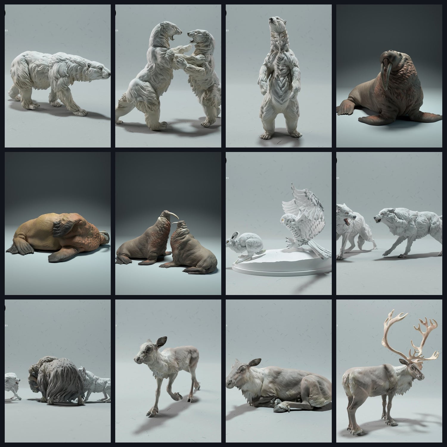 Dit beeld is de categoriefoto voor Leefgebied: Toendra/Polaire