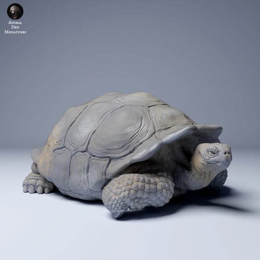 Productfoto Dierfiguur Diorama, Modelbouw: 0: Wilde Dierfiguur: liggende Galápagos-reuzenschildpad (Ref 24_08_04)