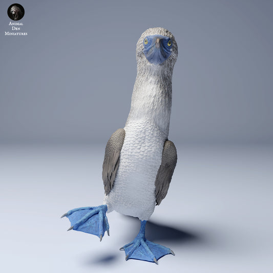 Productfoto Dier Figur Diorama, Modelbouw: 0: Zee-dier Figur: Blauwvoetbooby – Blue Footed Booby (Ref 24_08_06)