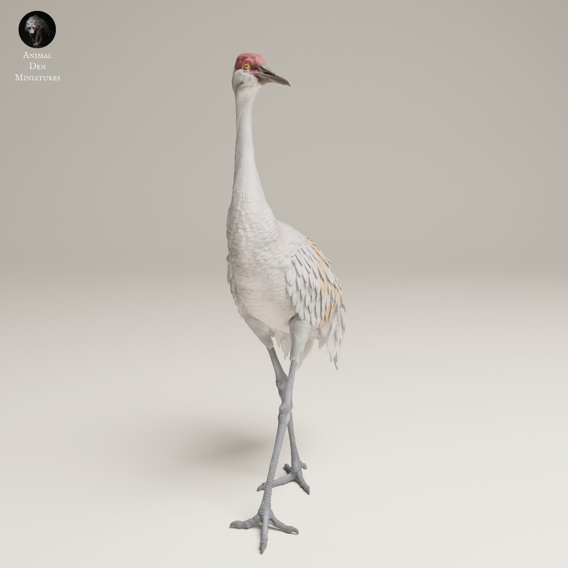 Productfoto Dierfiguur Diorama, Modelbouw: 0: Wilde Dierfiguur: Grote Canadese Kraanvogel – Greater Sandhill Crane (Ref 25_06_11)