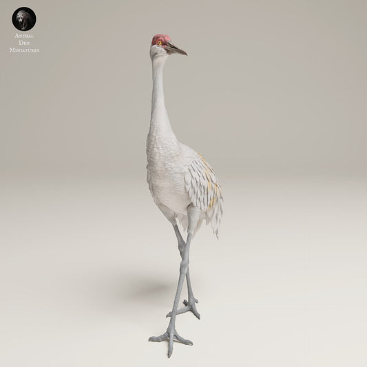 Productfoto Dierfiguur Diorama, Modelbouw: 0: Wilde Dierfiguur: Grote Canadese Kraanvogel – Greater Sandhill Crane (Ref 25_06_11)