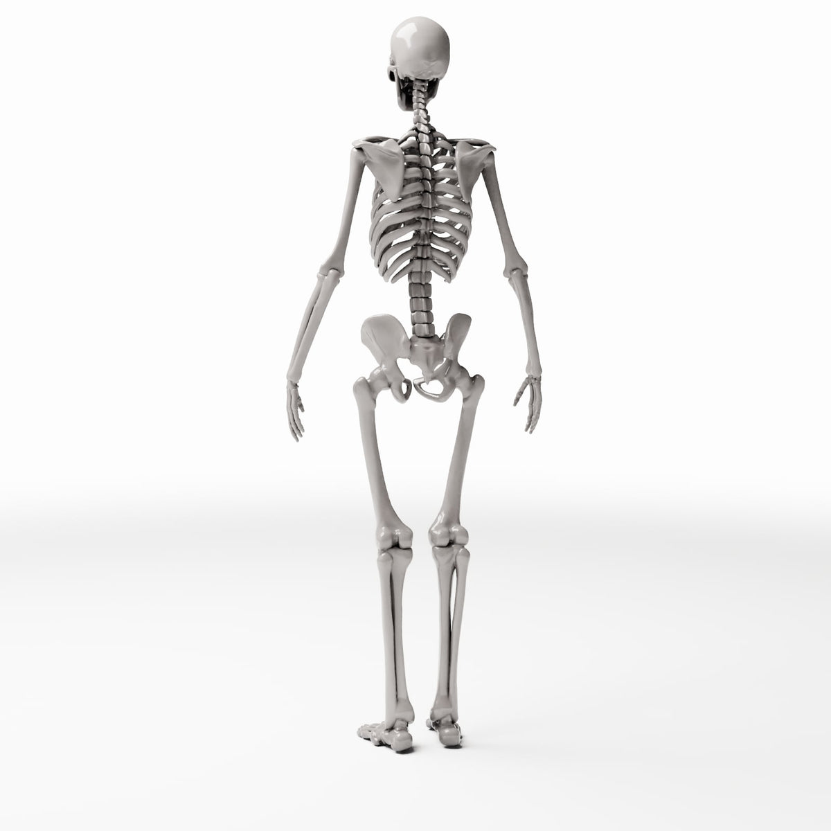 Productfoto diorama en modelbouw 3: Dioramaterrein: anatomisch menselijk skelet (Ref. 1455D)