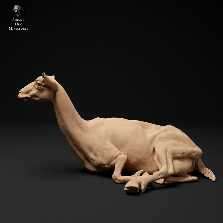 Productfoto Dier Figur Diorama, Modelbouw: 0: Alpen Geit: liggend