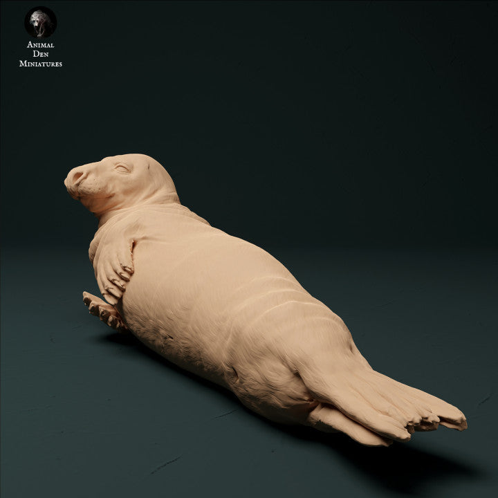 Productfoto Dierfiguur Diorama, Modelbouw: 0: Kegelrobbe Mannetje: Dieren uit de Zee
