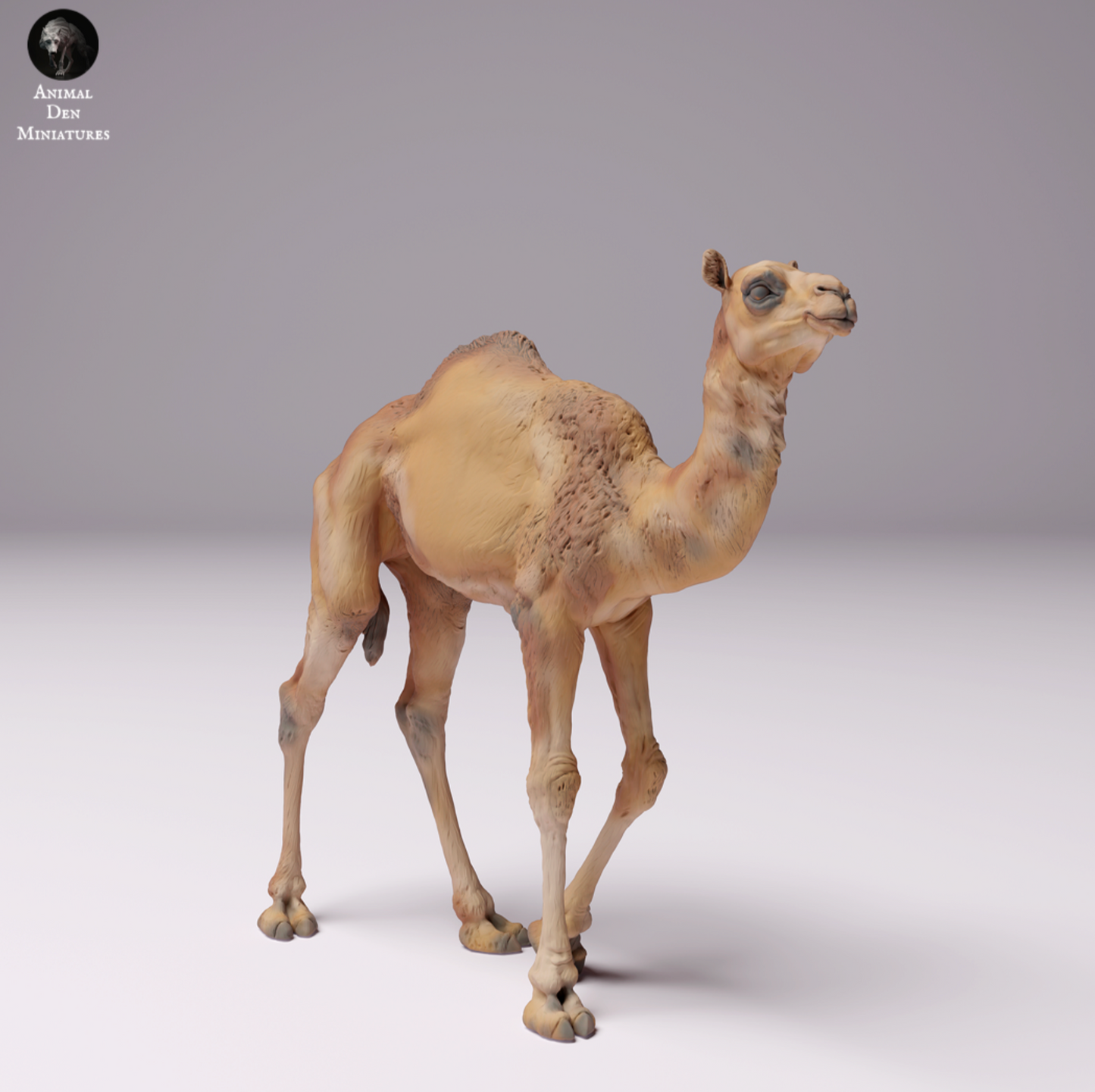 Productafbeelding 1 van 1: Dromedaris / Kameel - Woestijnkameeljong, Kalf, Jongdier: Dieren uit Afrika (24_07_09)