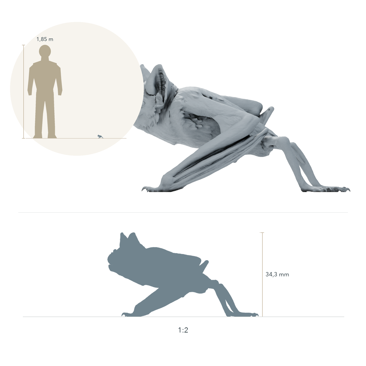 Productfoto dierenfiguur Animal Den Miniatures 1: Vleermuisdierenfiguur: gewone vampier - hurkend (26_10_04)