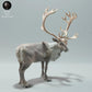 Productfoto Dierfiguur Diorama, Modelbouw: 0: Wilde Dierfiguur: Rendier – Karibu Stier (Ref 01_01_68)