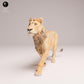 Productfoto Dierfiguur Diorama, Modelbouw: 0: Savanne Dierfiguur: jonge leeuw – Subadult (Ref 25_08_04)