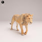 Productfoto Dierfiguur Diorama, Modelbouw: 0: Wilde Dierfiguur: Leeuw – Jong (Ref 25_08_12)
