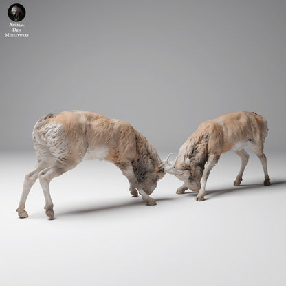 Productfoto Dierfiguur Diorama, Modelbouw: 0: Wilde Dierfiguur: vechtende Mongoolse Saiga-mannetjes (Ref 24_12_08)