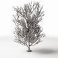Productfoto diorama en modelbouw 2: Dioramaplanten: hoge kale boom met wortels (Ref. 1092D)