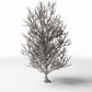 Productfoto diorama en modelbouw 3: Dioramaplanten: hoge kale boom met wortels (Ref. 1092D)