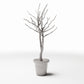 Productfoto diorama en modelbouw 0: Dioramaplanten: bladloze sierboom in bloempot (Ref. 1099D)