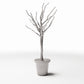 Productfoto diorama en modelbouw 2: Dioramaplanten: bladloze sierboom in bloempot (Ref. 1099D)