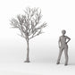 Productfoto diorama en modelbouw 1: Dioramaplanten: gedetailleerde kale loofboom (Ref. 1104D)