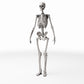 Productfoto diorama en modelbouw 0: Dioramaterrein: anatomisch menselijk skelet (Ref. 1455D)