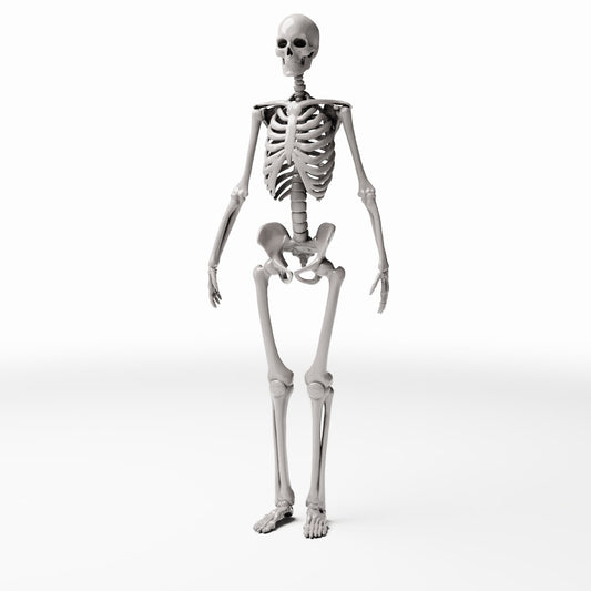 Productfoto diorama en modelbouw 0: Dioramaterrein: anatomisch menselijk skelet (Ref. 1455D)