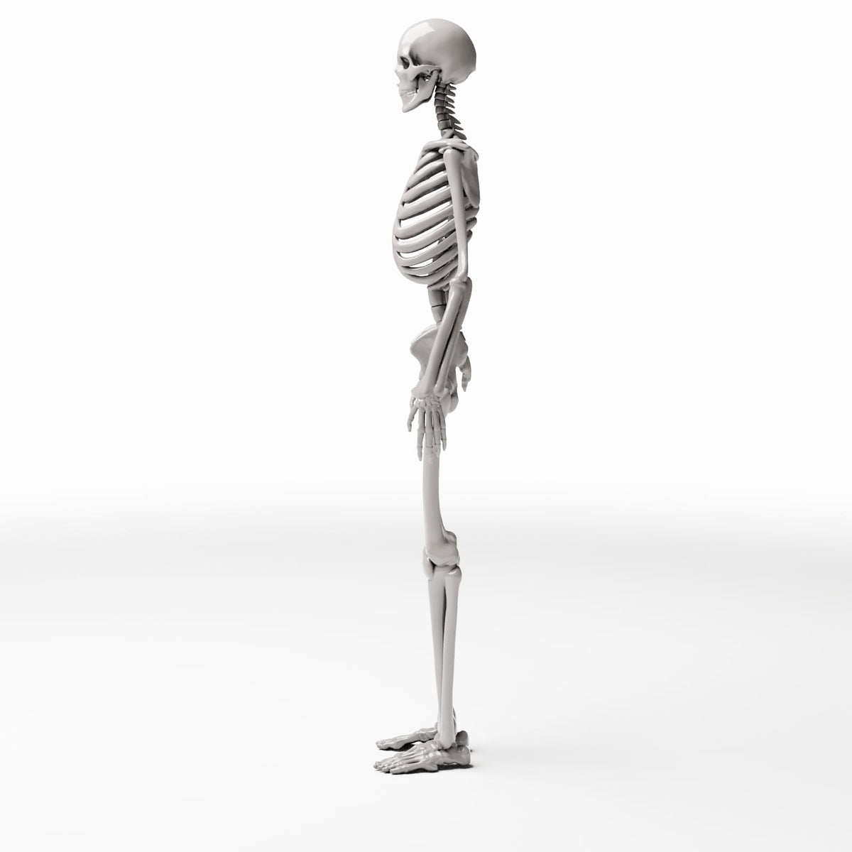 Productfoto diorama en modelbouw 2: Dioramaterrein: anatomisch menselijk skelet (Ref. 1455D)