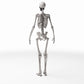 Productfoto diorama en modelbouw 3: Dioramaterrein: anatomisch menselijk skelet (Ref. 1455D)