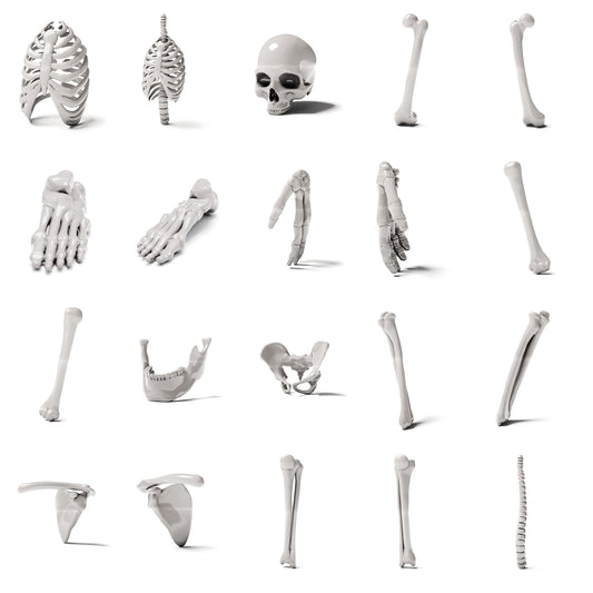 Productfoto diorama en modelbouw 0: Dioramaterrein: bouwpakket menselijk skelet (Ref. 1514D)