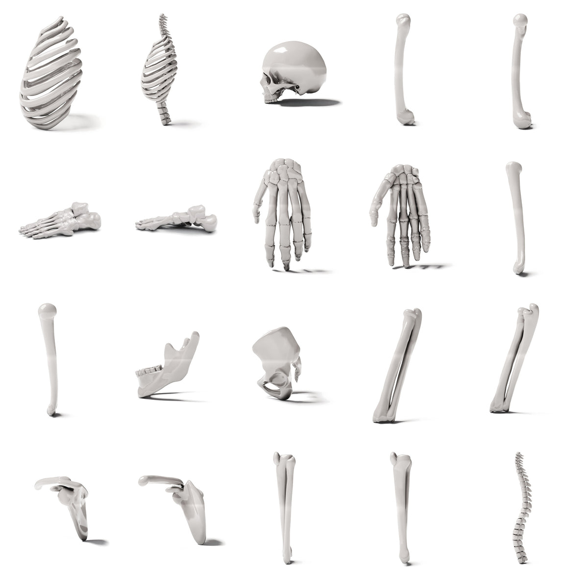 Productfoto diorama en modelbouw 2: Dioramaterrein: bouwpakket menselijk skelet (Ref. 1514D)