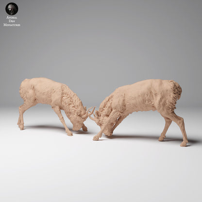 Productfoto Dierfiguur Diorama, Modelbouw: 0: Wilde Dierfiguur: vechtende Mongoolse Saiga-mannetjes (Ref 24_12_08)