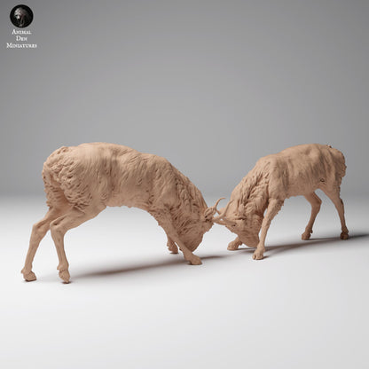 Productfoto Dierfiguur Diorama, Modelbouw: 0: Wilde Dierfiguur: vechtende Mongoolse Saiga-mannetjes (Ref 24_12_08)