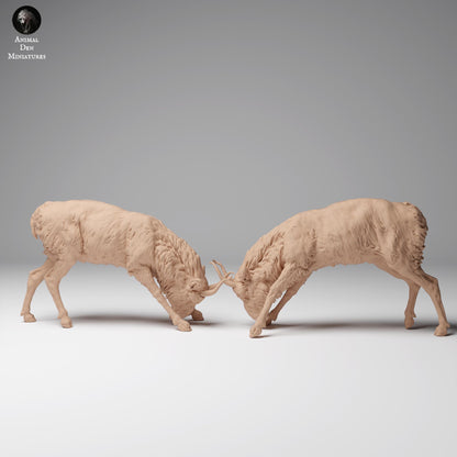 Productfoto Dierfiguur Diorama, Modelbouw: 0: Wilde Dierfiguur: vechtende Mongoolse Saiga-mannetjes (Ref 24_12_08)