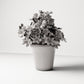 Diorama Modellbau Produktfoto 2: Diorama Pflanze: Oxalis-Klee im Blumentopf (Ref. 58D)