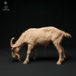 Productfoto Dier Figuur Diorama, Modelbouw: 0: Alpen Geitbok: grazend