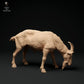 Productfoto Dier Figuur Diorama, Modelbouw: 0: Alpen Geitbok: grazend