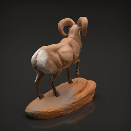 Productfoto Dier Figuur Diorama, Modelbouw: 0: Wilde Dier Figuur: Dikkopram Widder (Ref 01_01_89)