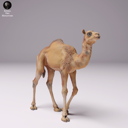 Dromedaris / Kameel - Woestijnkameel jong, kalf, jong dier: Dieren uit Afrika