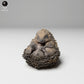 Productfoto 1: Wild dierfiguur: Europese egel - opgerold (24_11_05)