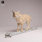 Productfoto Tabletop 28mm Lord of the Print (LotP) 3: Wilde dierfiguur: Euraziatische lynx - op een boom (26_07_04)