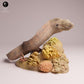 Productfoto 3: Zeedierfiguur: reuzenmurene - zwemmend (25_10_04)