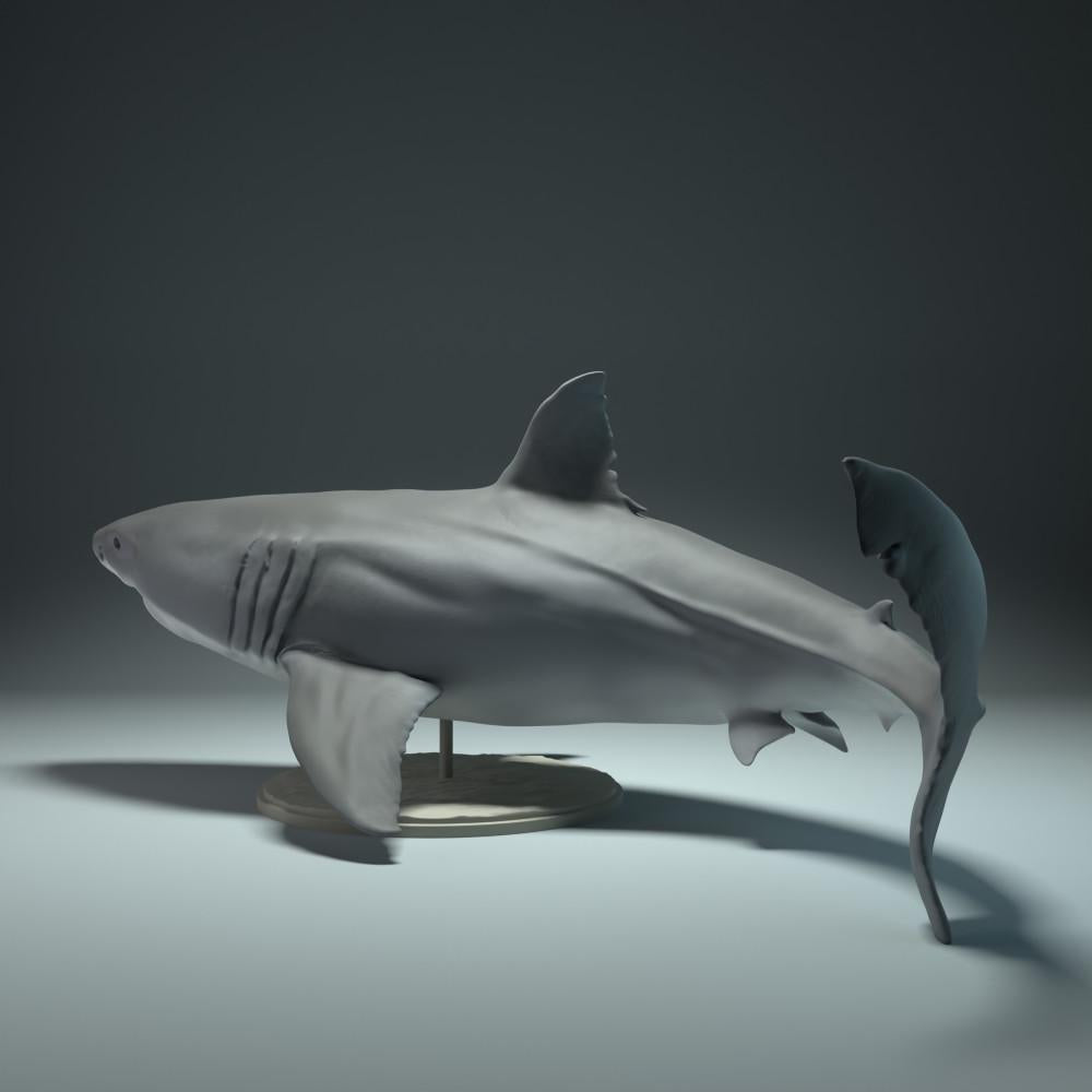 Productfoto dierenfiguur Animal Den Miniatures 1: zeedierfiguur: witte haai (22_09_02)