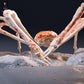 Productfoto dierenfiguur Animal Den Miniatures 7: zeedier: Japanse reuzenkrab (26_09_05)