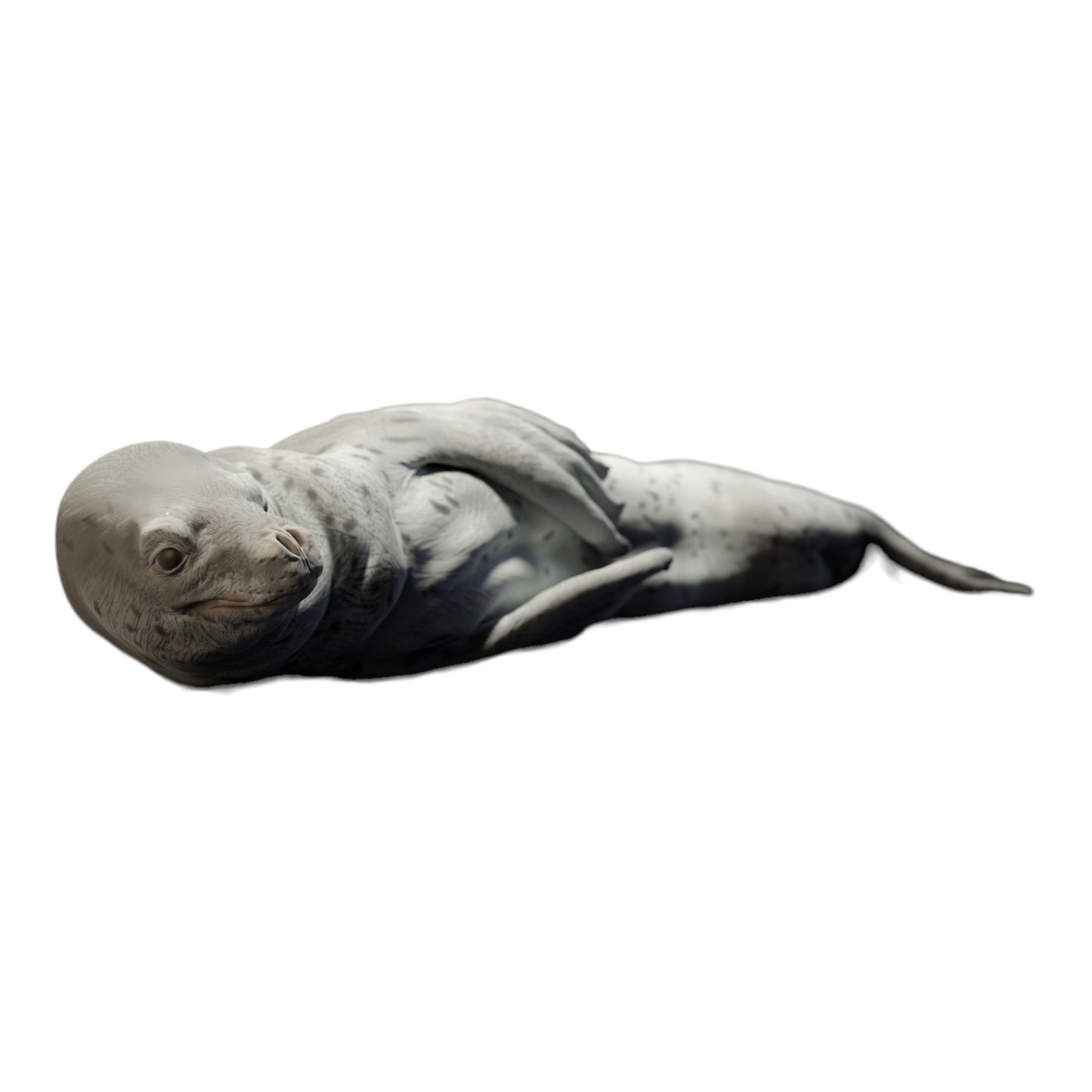 Productfoto Diorama en modelbouw miniatuurfiguur: liggende zeehond, dierenfiguur: zeehond