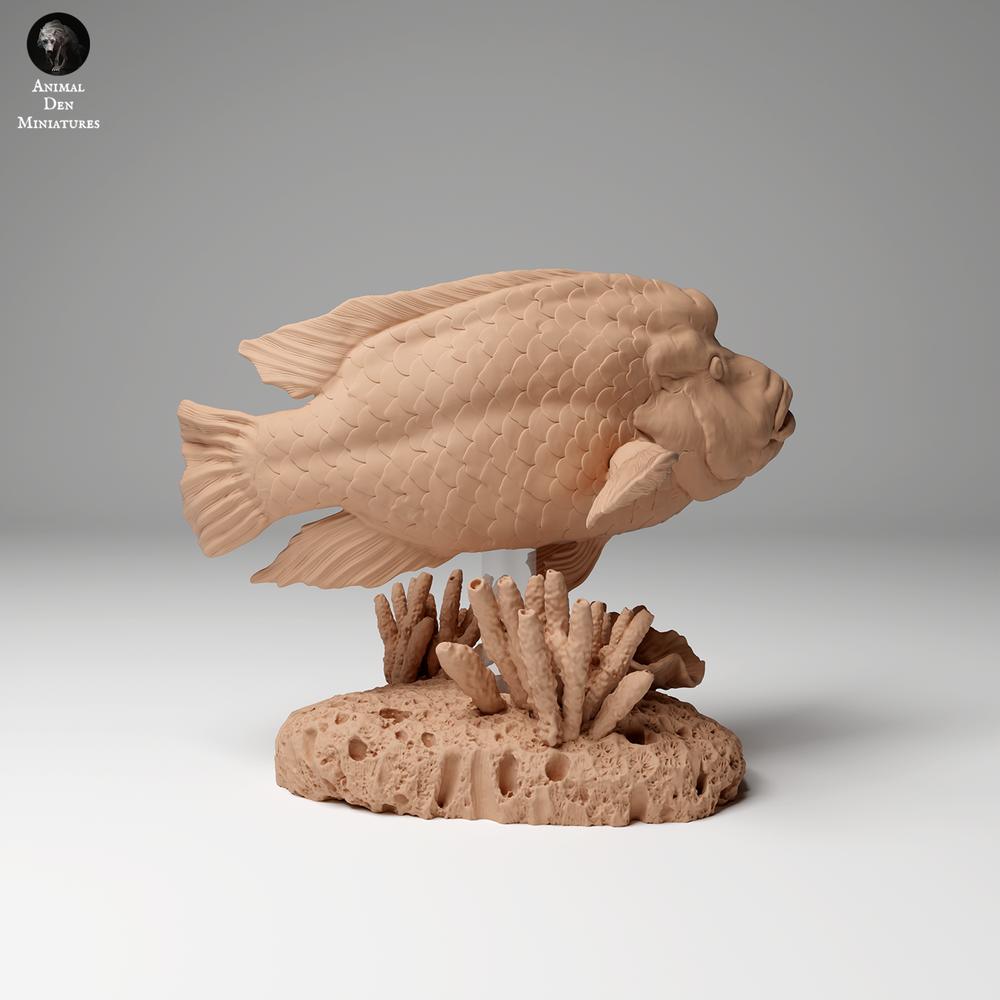 Productfoto dierenfiguur Animal Den Miniatures 0: zeedier dierenfiguur: Napoleonlipvis (24_06_07)