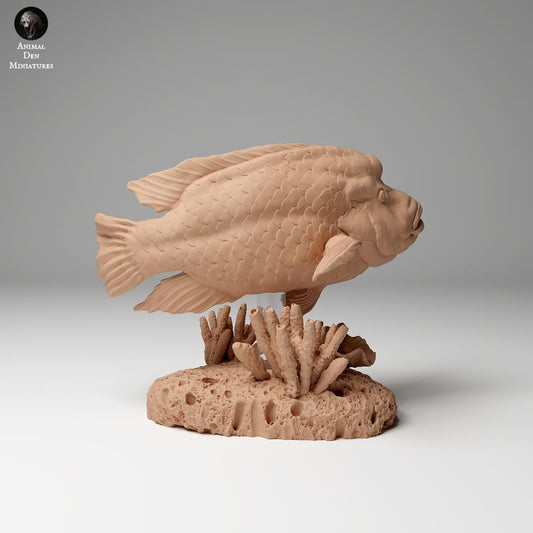 Productfoto dierenfiguur Animal Den Miniatures 0: zeedier dierenfiguur: Napoleonlipvis (24_06_07)
