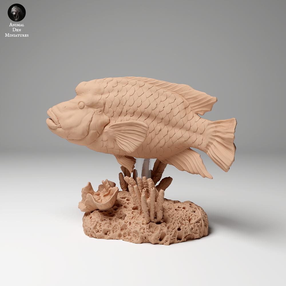 Productfoto dierenfiguur Animal Den Miniatures 1: zeedierfiguur: Napoleon-lipvis (24_06_07)