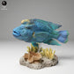 Productfoto dierenfiguur Animal Den Miniatures 2: zeedierfiguur: Napoleon-lipvis (24_06_07)