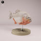 Productfoto dierenfiguur Animal Den Miniatures 3: visfiguur: rode piranha met rode buik (26_08_01)